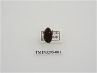 藏品(黑斑陷紋金龜)的圖片